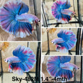 Live Male Betta Fancy Grizzle Pastel colors Halfmoon (Sky-482)High quality what you see what you get!!