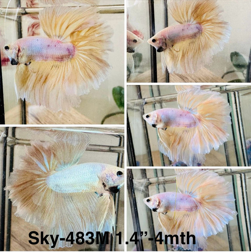 Live Male Betta Fancy Yellow Light colors Halfmoon (Sky-483)S095 High quality what you see what you get!!