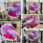 Live Male Betta Fancy Purple pink Lavender Halfmoon Rosetail (Sky-484)High quality what you see what you get!!