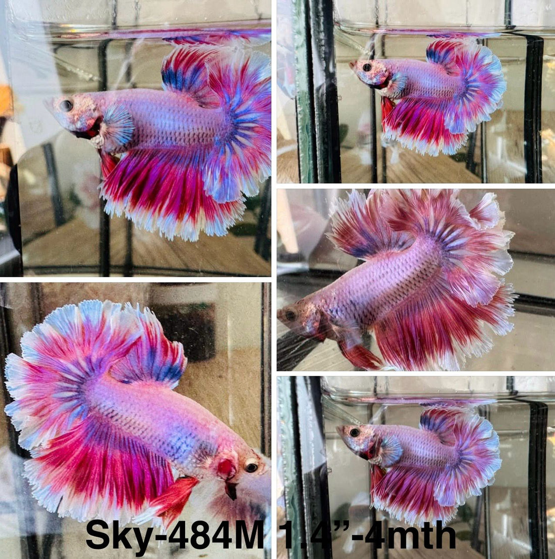 Live Male Betta Fancy Purple pink Lavender Halfmoon Rosetail (Sky-484)High quality what you see what you get!!