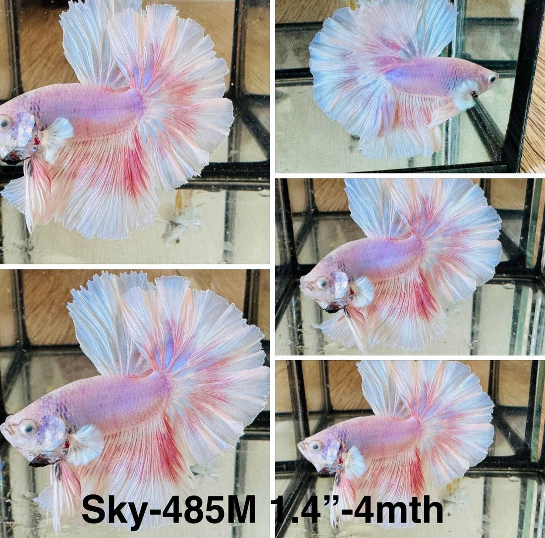 Live Male Betta Fancy Sweet Pastel colors Halfmoon (Sky-485)High quality what you see what you get!!