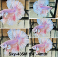 Live Male Betta Fancy Sweet Pastel colors Halfmoon (Sky-485)High quality what you see what you get!!