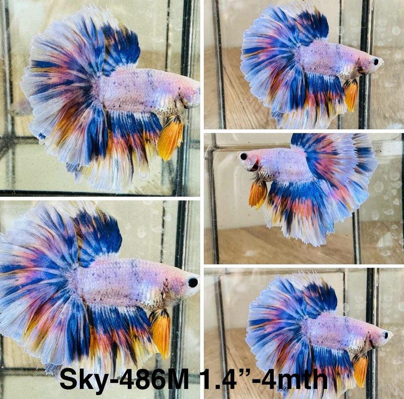 Live Male Betta Fancy Blue Yellow Grizzle Halfmoon (Sky-486)S103 High quality what you see what you get!!
