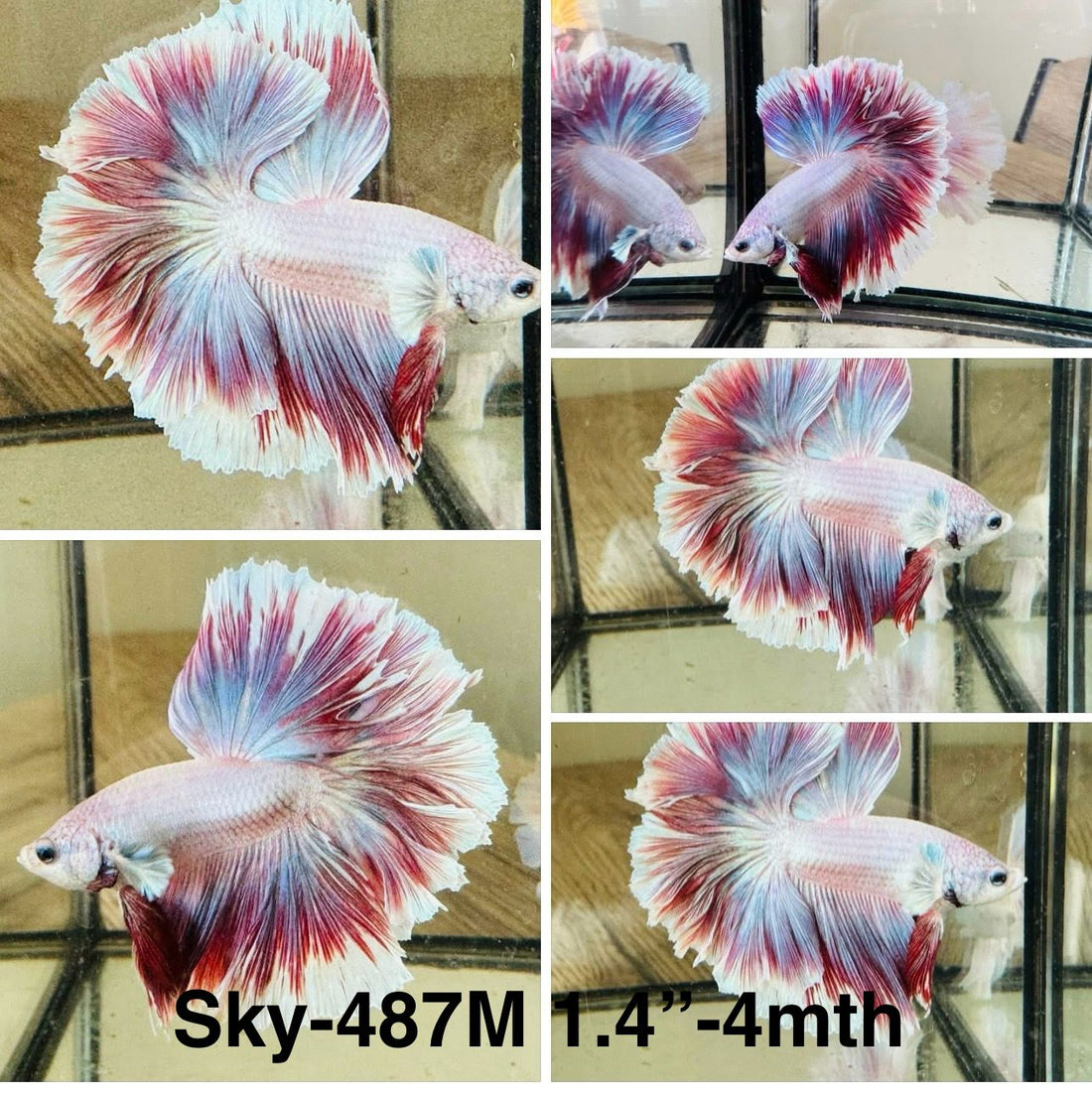 Live Male Betta Fancy Purple Lavender Halfmoon Rosetail (Sky-487)High quality what you see what you get!!