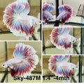Live Male Betta Fancy Purple Lavender Halfmoon Rosetail (Sky-487)High quality what you see what you get!!