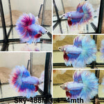 Live Male Betta Fancy Purple Pastel colors Over Halfmoon (Sky-488)High quality what you see what you get!!