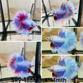 Live Male Betta Fancy Purple Pastel colors Over Halfmoon (Sky-488)High quality what you see what you get!!