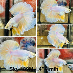 Live Male Betta Fancy Yellow Light colors Halfmoon Rosetail (Sky-489)High quality what you see what you get!!