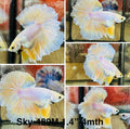 Live Male Betta Fancy Yellow Light colors Halfmoon Rosetail (Sky-489)High quality what you see what you get!!