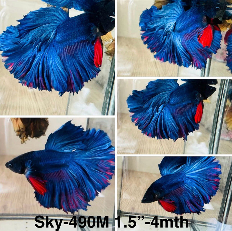 Live Male Betta Fancy Blue Dark colors Halfmoon Rosetail (Sky-490)S097 High quality what you see what you get!!