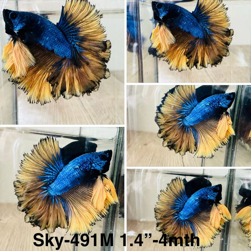 Live Male Betta Yellow Blue Mustard Halfmoon Rosetail (Sky-491)S096 High quality what you see what you get!!