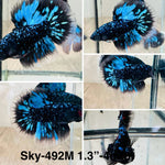 Live Male Betta Blue Blackstar Avatar Halfmoon (Sky-492)High quality what you see what you get!!
