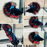 Live Male Betta Galaxy Black Avatar Halfmoon (Sky-493)High quality what you see what you get!!