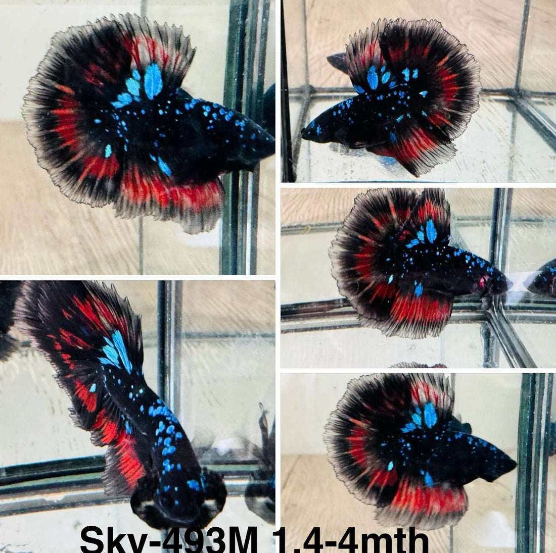 Live Male Betta Galaxy Black Avatar Halfmoon (Sky-493)High quality what you see what you get!!