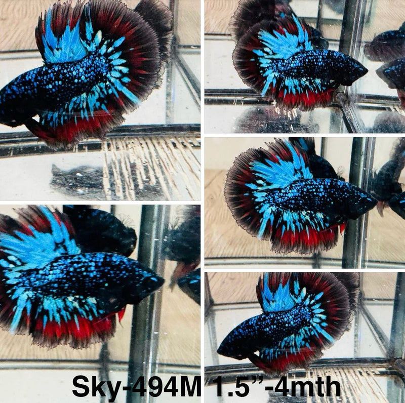 Live Male Betta Galaxy Blue Black Avatar Halfmoon (Sky-494)S017 High quality what you see what you get!!