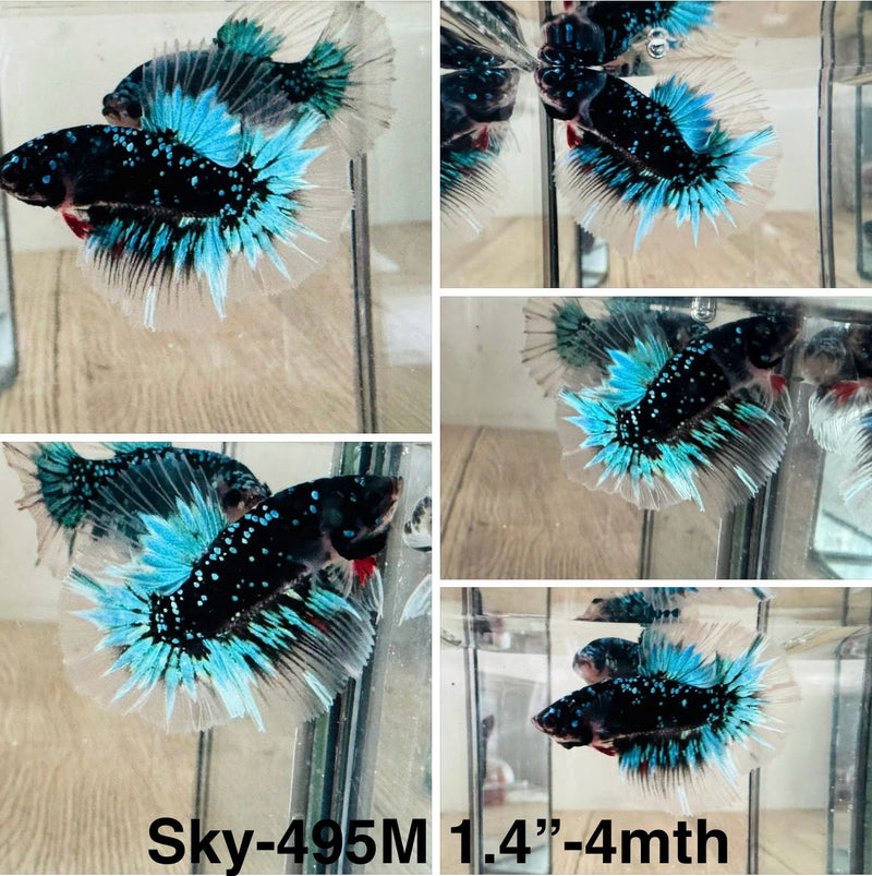 Live Male Betta Galaxy Blue Black Avatar Halfmoon (Sky-495)S100 High quality what you see what you get!!