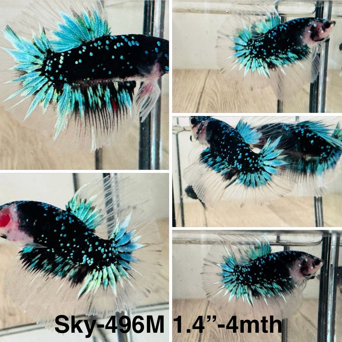 Live Male Betta Galaxy Green Black Avatar Halfmoon (Sky-496)High quality what you see what you get!!