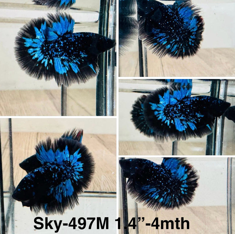 Live Male Betta Galaxy Blue Black Avatar Halfmoon (Sky-497)S099 High quality what you see what you get!!