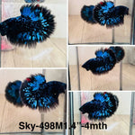 Live Male Betta Galaxy Blue Black Avatar Halfmoon (Sky-498)High quality what you see what you get!!