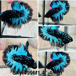 Live Male Betta Galaxy Blue Black Avatar Halfmoon (Sky-499)High quality what you see what you get!!