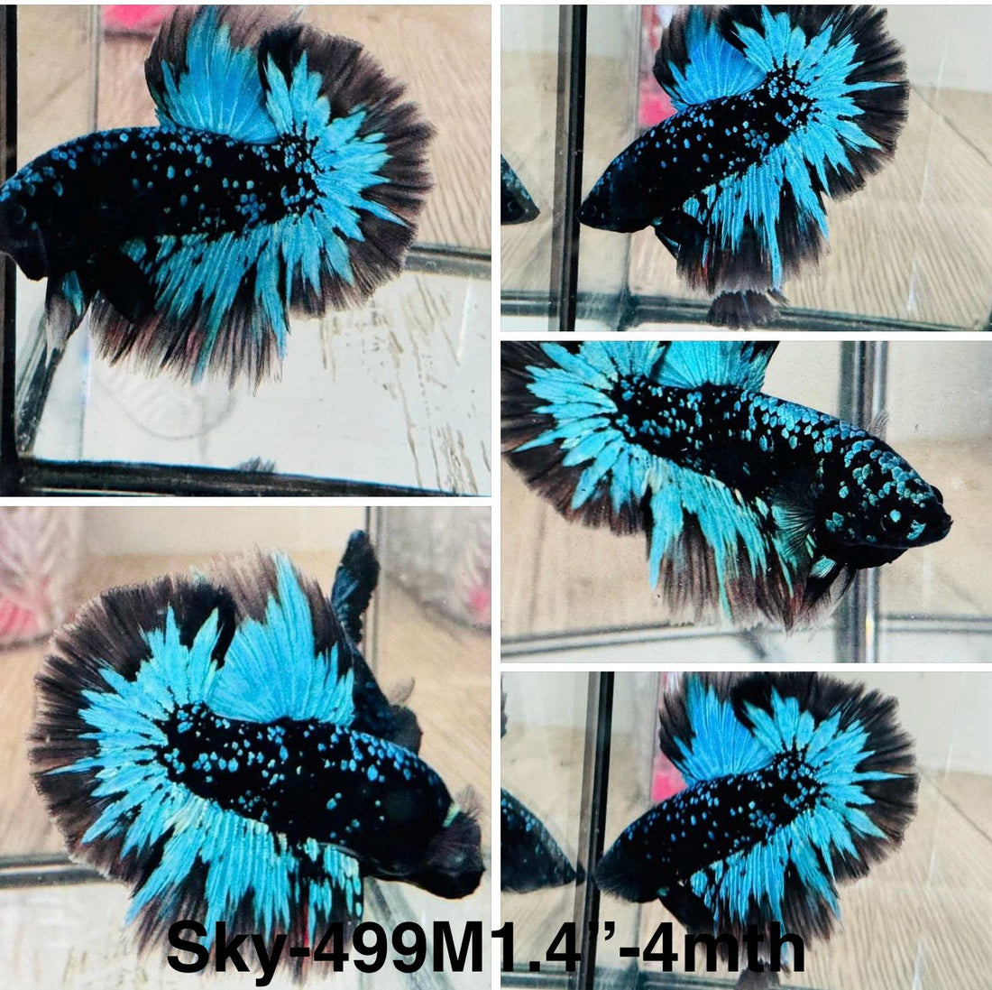 Live Male Betta Galaxy Blue Black Avatar Halfmoon (Sky-499)High quality what you see what you get!!
