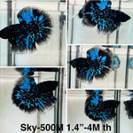 Live Male Betta Galaxy Blue Black Avatar Halfmoon (Sky-500)High quality what you see what you get!!