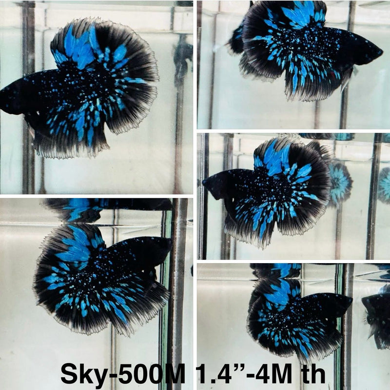 Live Male Betta Galaxy Blue Black Avatar Halfmoon (Sky-500)High quality what you see what you get!!