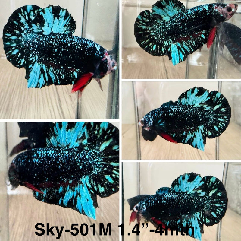 Live Male Betta Galaxy Green Black Avatar Plakat (Sky-501)S104 High quality what you see what you get!!