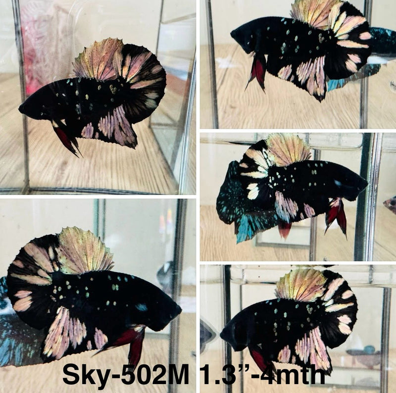 Live Male Betta Galaxy Copper Black Avatar Plakat (Sky-502)S092 High quality what you see what you get!!