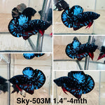 Live Male Betta Galaxy Blue Black Avatar Plakat (Sky-503)High quality what you see what you get!!
