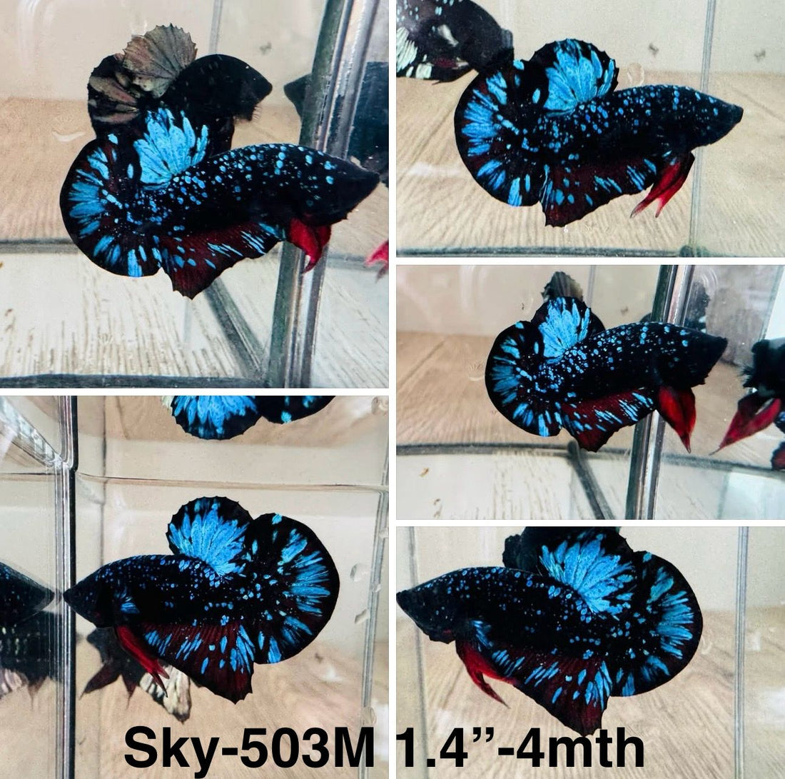 Live Male Betta Galaxy Blue Black Avatar Plakat (Sky-503)High quality what you see what you get!!