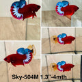 Live Male Betta Fancy Red Helboy Startail Plakat (Sky-504)High quality what you see what you get!!