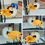 Live Male Betta Fancy Yellow Helboy Startail Plakat (Sky-505)High quality what you see what you get!!