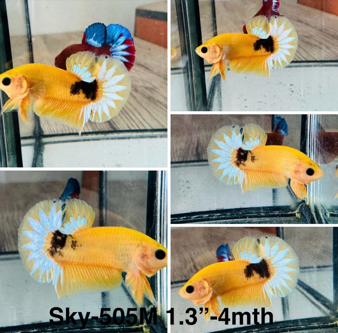 Live Male Betta Fancy Yellow Helboy Startail Plakat (Sky-505)High quality what you see what you get!!
