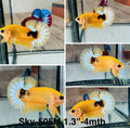 Live Male Betta Fancy Yellow Helboy Startail Plakat (Sky-505)High quality what you see what you get!!