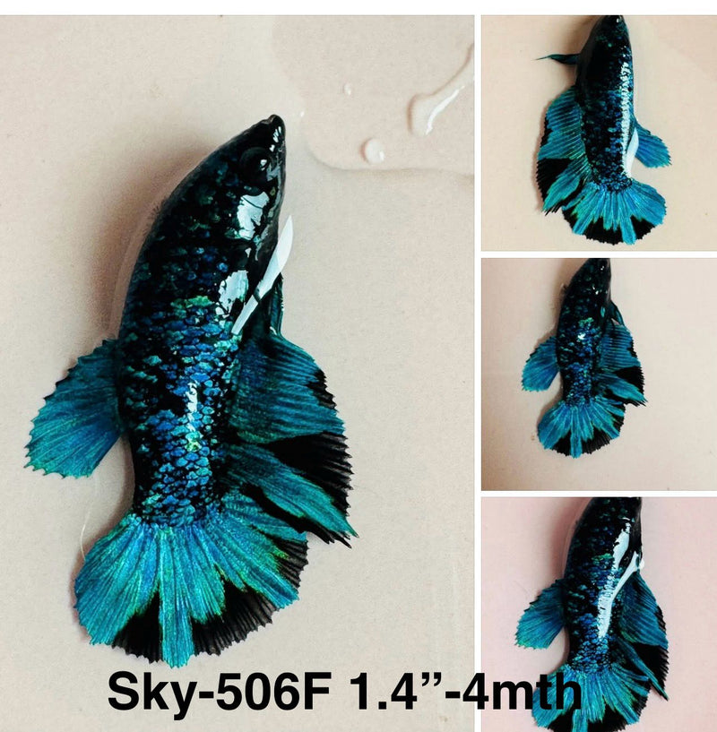 Live Female Betta Blue Black Avatar Halfmoon (Sky-506)S114 High quality what you see what you get!!