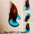 Live Female Betta Fancy Red Helboy startail Plakat (Sky-507)High quality what you see what you get!!