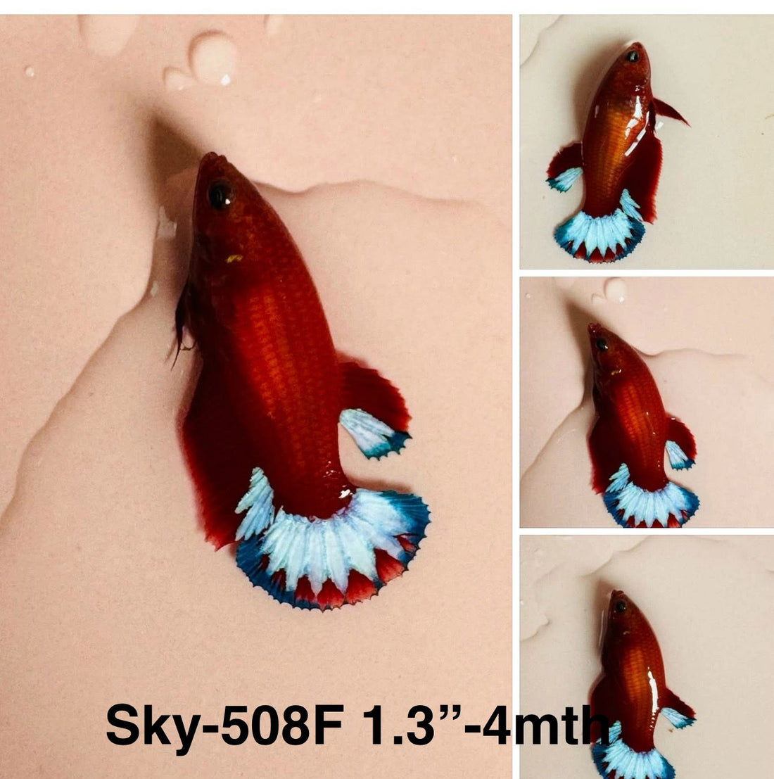 Live Female Betta Fancy Red Helboy startail Plakat (Sky-508)High quality what you see what you get!!