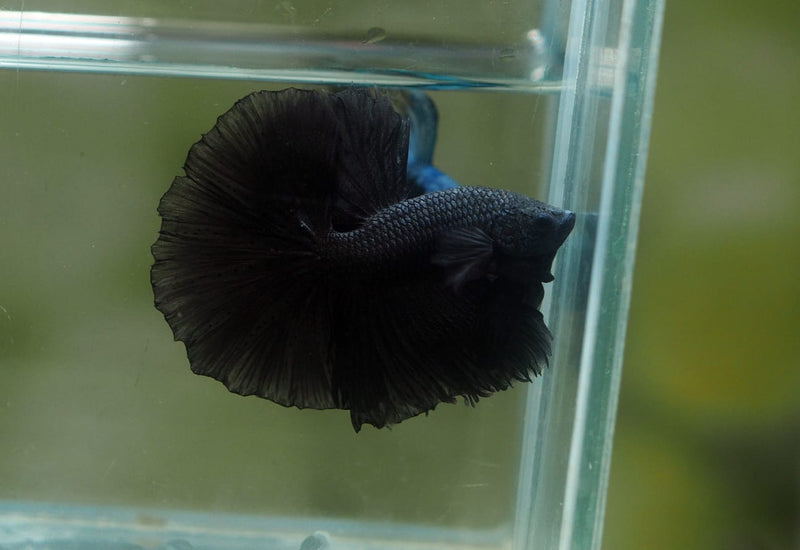Live Male Betta Black Melano Halfmoon (MKP-601)S072 High quality What you see What you get!!