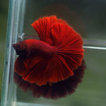 Live Male Betta Super Red Solid color Over Halfmoon (MKP-602) High quality What you see What you get!!