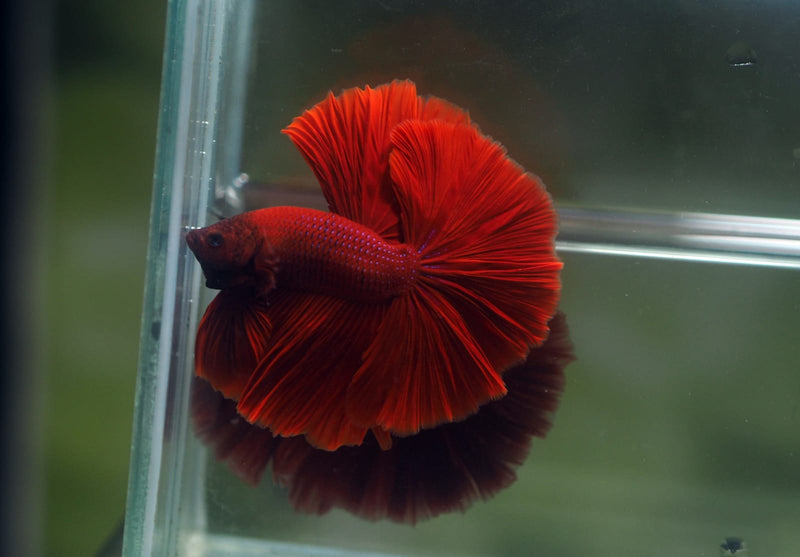 Live Male Betta Super Red Solid color Over Halfmoon (MKP-602) High quality What you see What you get!!