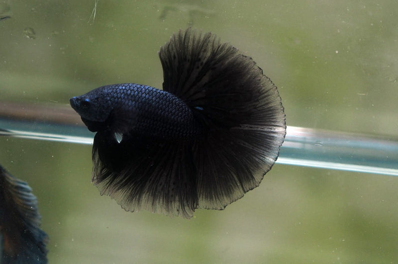 Live Male Betta Black Melano Halfmoon (MKP-603)S070 High quality What you see What you get!!