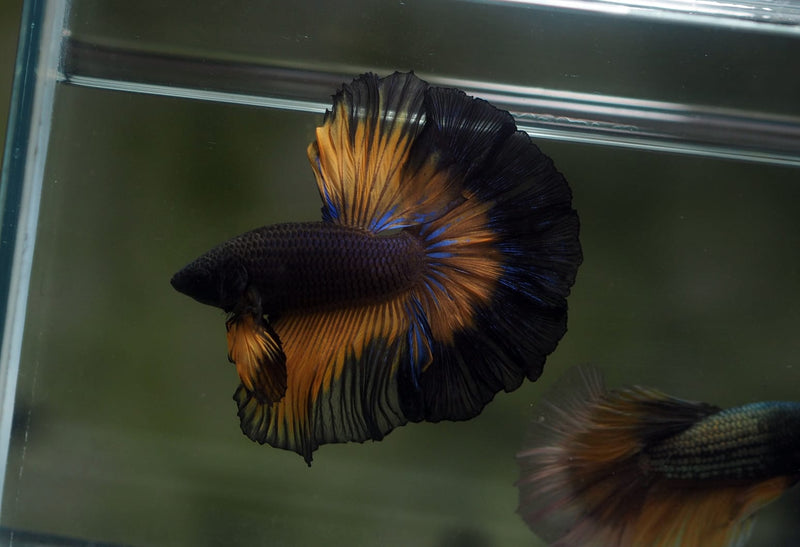 Live Male Betta Black Yellow Mustard Gas Over Halfmoon (MKP-604)S069 High quality What you see What you get!!