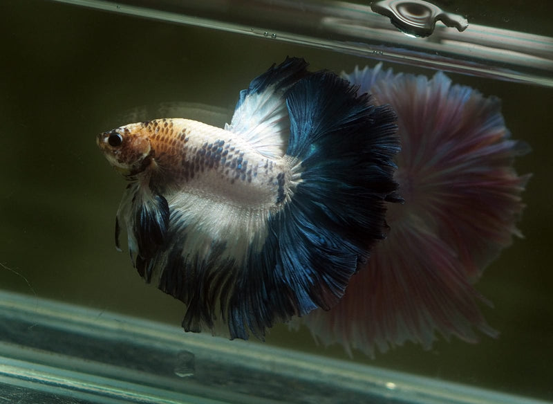 Live Male Betta Fancy Blue marble Over Halfmoon (MKP-605)S068 High quality What you see What you get!!