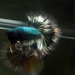 Live Male Betta Green Copper Dragon Halfmoon (MKP-607) High quality What you see What you get!!