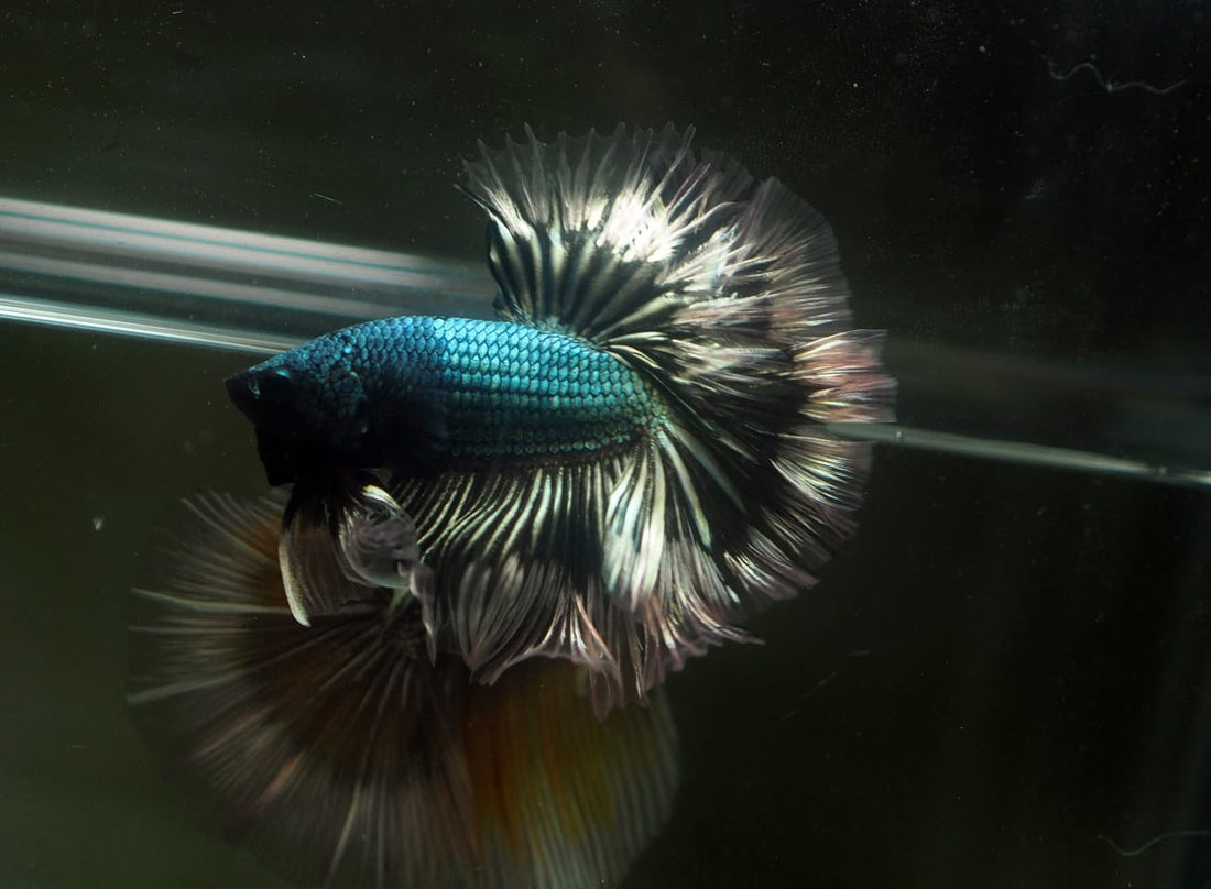 Live Male Betta Green Copper Dragon Halfmoon (MKP-607) High quality What you see What you get!!