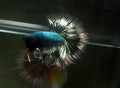 Live Male Betta Green Copper Dragon Halfmoon (MKP-607) High quality What you see What you get!!