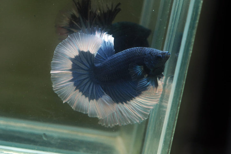 Live Male Betta Blue Butterfly Halfmoon (MKP-608)S063 High quality What you see What you get!!