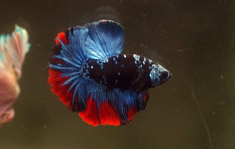 Live Male Betta Blue Black Galaxy Halfmoon (MKP-609)S062 High quality What you see What you get!!