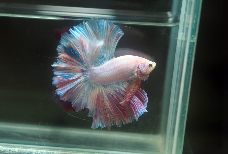 Live Male Betta Fancy Sweet Light Colors Over Halfmoon (MKP-610)S058 High quality What you see What you get!!